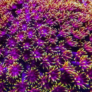 Goniopora & Alveopora