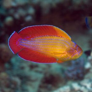 Red Sea eightline flasher (Paracheilinus octotaenia)
