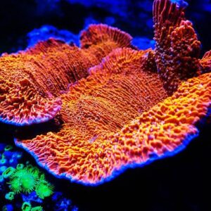 Montipora
