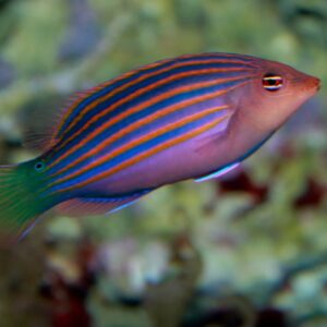 Six Line Wrasse (Pseudocheilinus hexataenia)
