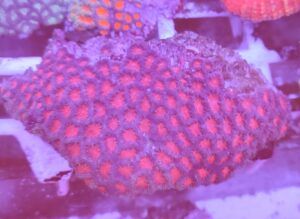 Blastomussa Merletti