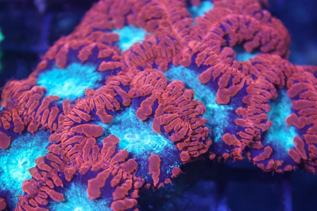 Candy-Apple-Blastomusa-1024x683