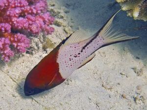 Lyretail Hogfish (Bodianus anthioides)