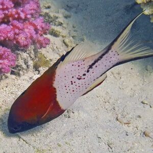 Lyretail Hogfish (Bodianus anthioides)