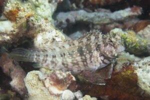 Jewelled blenny (Salarias fasciatus)