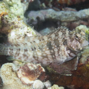 Jewelled blenny (Salarias fasciatus)