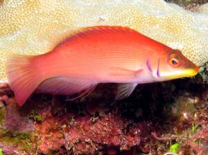 Disappearing Wrasse (Pseudocheilinus evanidus)