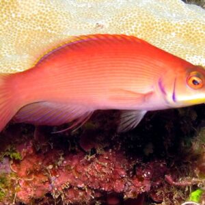 Disappearing Wrasse (Pseudocheilinus evanidus)