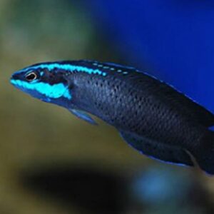 Blue-striped Dottyback (Pseudochromis springeri)