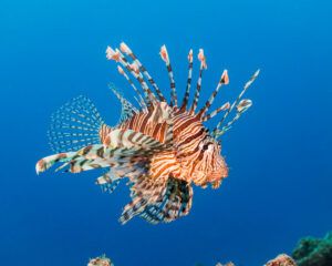 Volitan Lionfish (Pterois volitans)