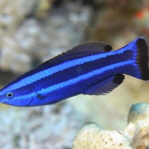 Red Sea Cleaner Wrasse (Larabicus quadrilineatus)