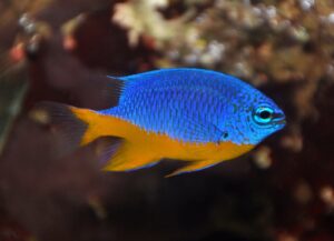 Half Blue Damsel (Chrysiptera hemicyanea)