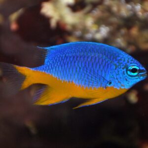 Half Blue Damsel (Chrysiptera hemicyanea)