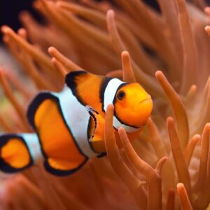 True Percula Clownfish (Amphiprion percula)