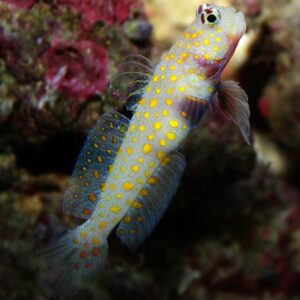 Orang Spotted Goby (Amblyeleotris guttata)