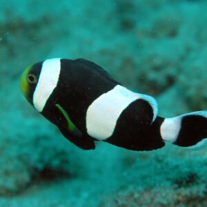 Saddleback Clownfish (Amphiprion polymnus)