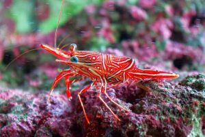 Camelback shrimp (Rhynchocinetes durbanensis)