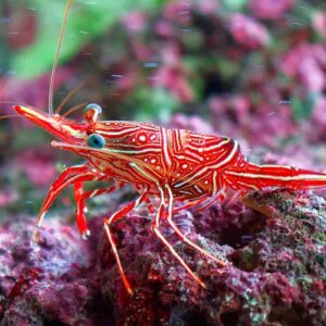 Camelback shrimp (Rhynchocinetes durbanensis)