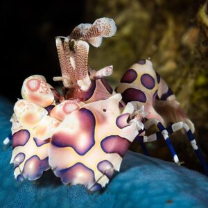 Harlequin shrimp (Hymenocera picta)