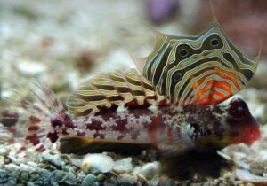 Scooter Blenny (Neosynchiropus ocellatus)
