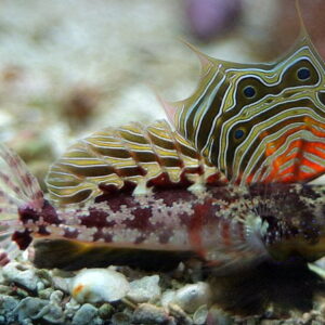 Scooter Blenny (Neosynchiropus ocellatus)