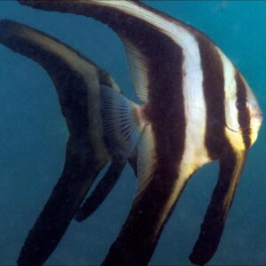 Longfin batfish (Platax teira)