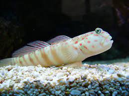 Pink Spotted Watchman Goby (Cryptocentrus leptocephalus)