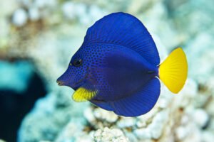Purple Tang (Zebrasoma xanthurum)