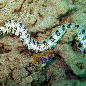 Moray eel