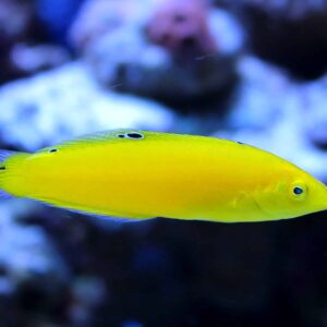 Yellow Wrasse (Halichoeres chrysus)