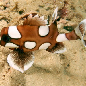 Clown Sweetlips (Plectorhinchus chaetodonoides)