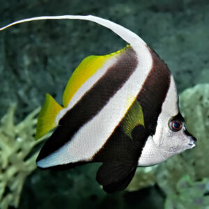 Long-fin Bannerfish (Heniochus acuminatus)