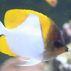 Yellow Pyramid Butterflyfish (Hemitaurichthys polylepis)