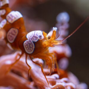 Sexy anemone shrimp (Thor amboinensis)