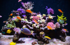 Introduction to Marine Aquariums Guide – Reef Tank Series