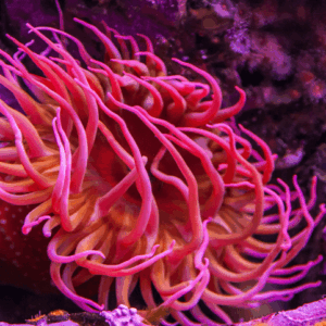 fully Purple (Sand Anemone)