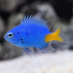 Yellowtail Damselfish (Chrysiptera parasema)