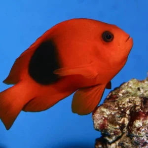 Red Saddle Clownfish (Amphiprion ephippium)