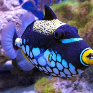 Triggerfishes