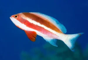 Broadstriped Anthias (Pseudanthias taeniatus)