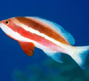 Broadstriped Anthias (Pseudanthias taeniatus)