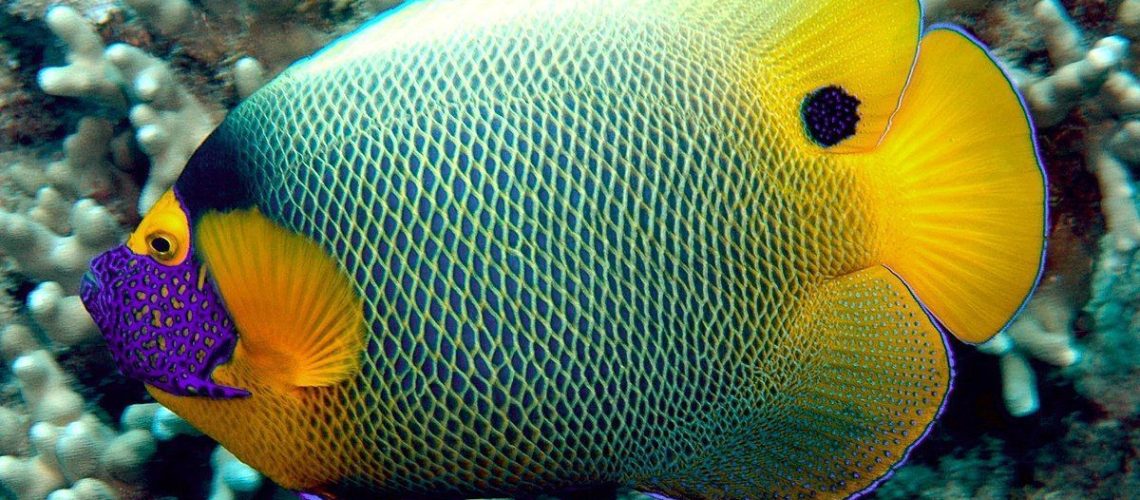 1200px-Pomacanthus_xanthometopon_2