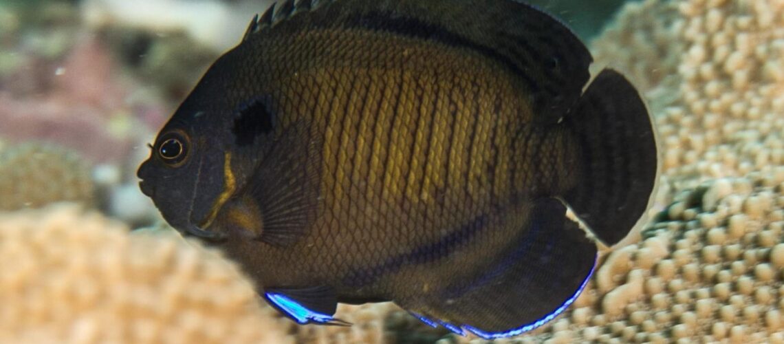 Dusky angelfish